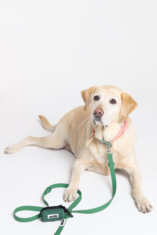 Pet Accessories