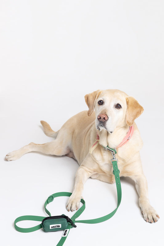 Pet Accessories